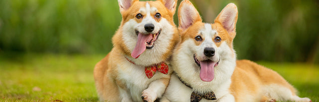 ALL PET URNS